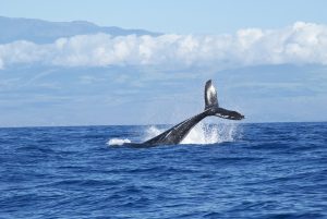 capturando ballenas el fraude del ceo