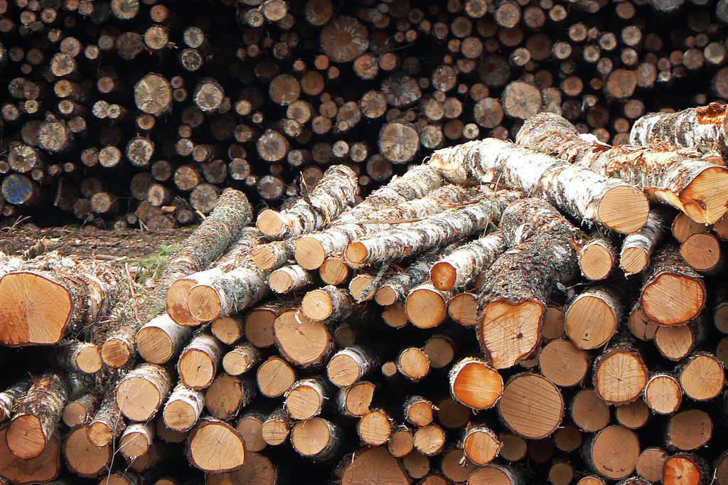 tala ilegal de madera neobis